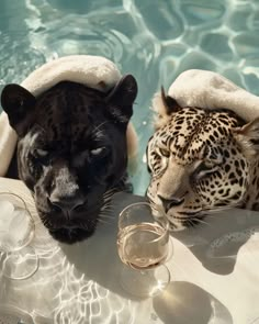 two black and white leopards are in the water with champagne glasses on their laps