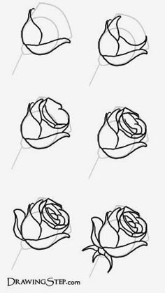 how to draw roses step by step