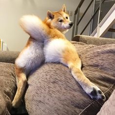 a dog sitting on top of a couch with its paws in the air and it's legs stretched out