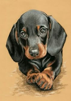 a drawing of a black and tan dachshund puppy laying on the ground