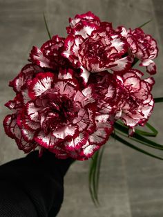 red and white carnations in someone's hand