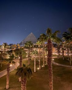 palm trees are lit up at night in front of the pyramid