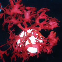 red corals are growing in the water