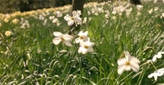 some white flowers are growing in the grass