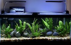 an aquarium with plants and rocks in it