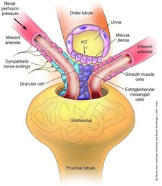 the structure of an animal's stomach and its external structures are labeled in this diagram