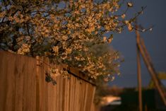 a wooden fence with flowers growing on it