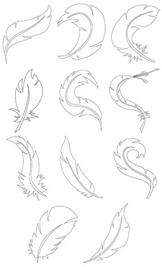 different types of feathers drawn in pencil