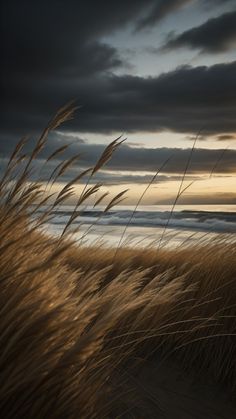 the grass is blowing in the wind on the beach