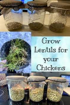 four jars filled with plants and herbs on top of a counter next to the words grow essentials for your chickens