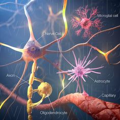 an image of the inside of a human nervous system