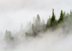 the trees are covered in thick fog and low lying clouds on top of the mountain