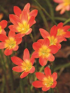 red and yellow flowers with green stems in the background