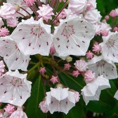 white and pink flowers with green leaves in the background