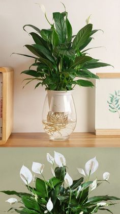 there is a potted plant on the shelf next to a vase with flowers in it