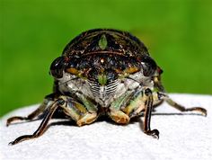 a close up of a bug on a white surface with green grass in the background