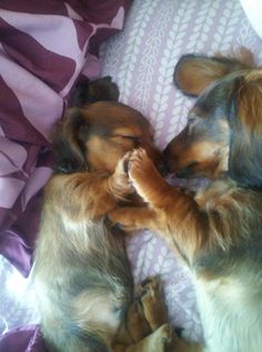 two puppies are sleeping together on the bed with their paws in each other's mouths