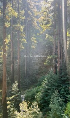 the woods are full of tall trees and green plants, with a quote written on it