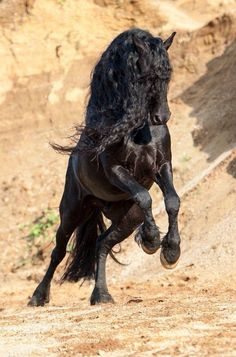 a black horse with long hair running in the dirt