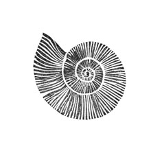 a black and white drawing of a shell