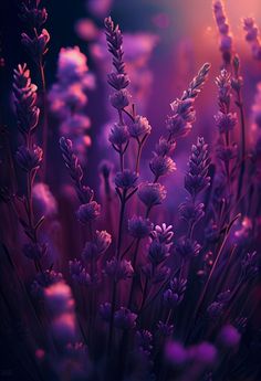 purple flowers are in the foreground with bright lights behind them