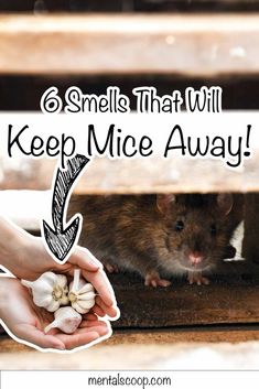 6 Smells That Will Keep Mice Away! - Mental Scoop Home Remedies For Mice, Rodent Repellent Plants, Diy Mice Repellent, Repellent Diy, Mouse Poison, How To Deter Mice, Bunny Quotes, Rodent Repellent, Mini First Aid Kit