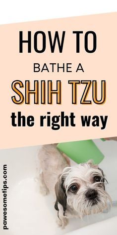 how to bathe a shih tzu the right way