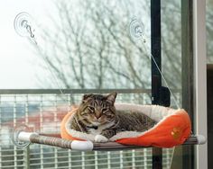 a cat laying on top of an orange and white cat bed in front of a window