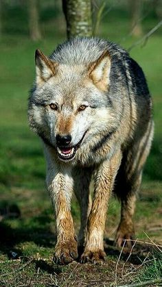 a wolf is walking in the grass near a tree