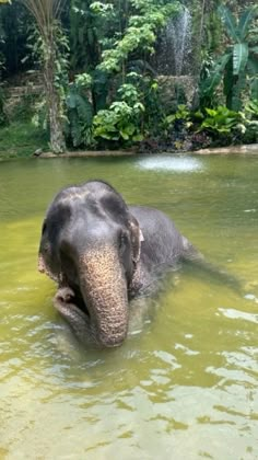 Thailand Aesthetic Elephant, Gap Year Aesthetic Thailand, Thailand Asthetic Picture, Phuket Aesthetic, Phuket Thailand Aesthetic, Elephant Thailand, Asia Travel Aesthetic, Phuket Thailand Travel, Elephants In Thailand