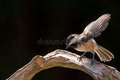 Black Capped Chickadee perched stock photo Black Capped Chickadee, Black Cap, Nature Images