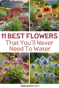 different types of flowers that you'll never need to water in the summertime