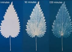 three different types of leaves are shown in the same color and size, each with their own time