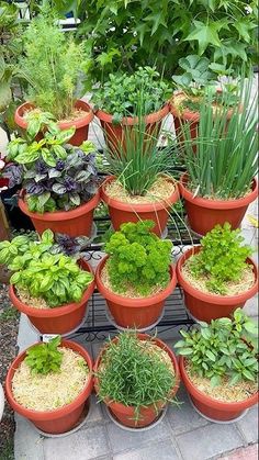 there are many potted plants in the garden