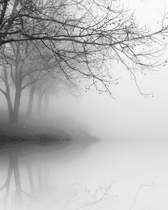 trees in the fog on a lake with no leaves and one tree is reflected in the water