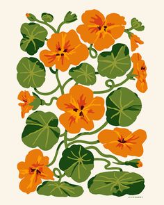 an orange flower with green leaves on a white background is featured in this illustration by person