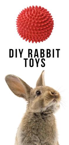 a rabbit sitting in front of a red ball with the words diy rabbit toys above it