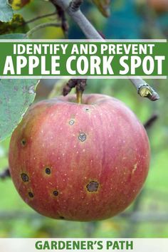 an apple hanging from a tree with the words identity and prevent apple cork spot