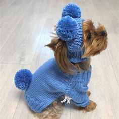 a small dog wearing a blue sweater and hat