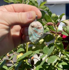 a hand holding a small shell in front of some plants and flowers with green leaves