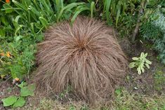 a grass ball in the middle of some plants