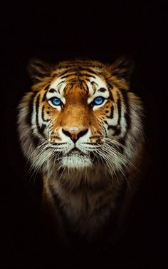 a close up of a tiger's face in the dark with bright blue eyes