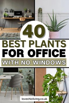 the words 40 best plants for office with no windows are shown in this collage