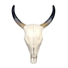 an animal's skull with long horns on a white background is seen in this image