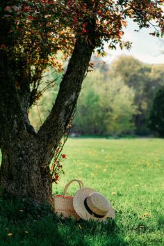 a hat and basket under a tree in the grass