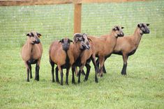 five sheep are standing in the grass near a fence