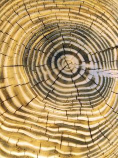 the inside of a tree trunk showing its rings and cross - sectioning pattern in yellow