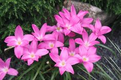 pink flowers are blooming on the ground in front of some rocks and greenery