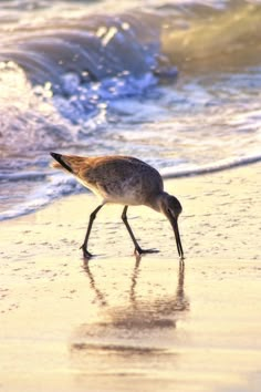 a bird walking on the beach near the water