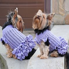 two small dogs wearing sweaters sitting on concrete